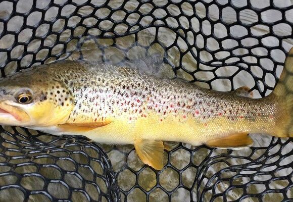 La pesca si tutela salvaguardando i fiumi e biodiversità non con la “pronta pesca”.